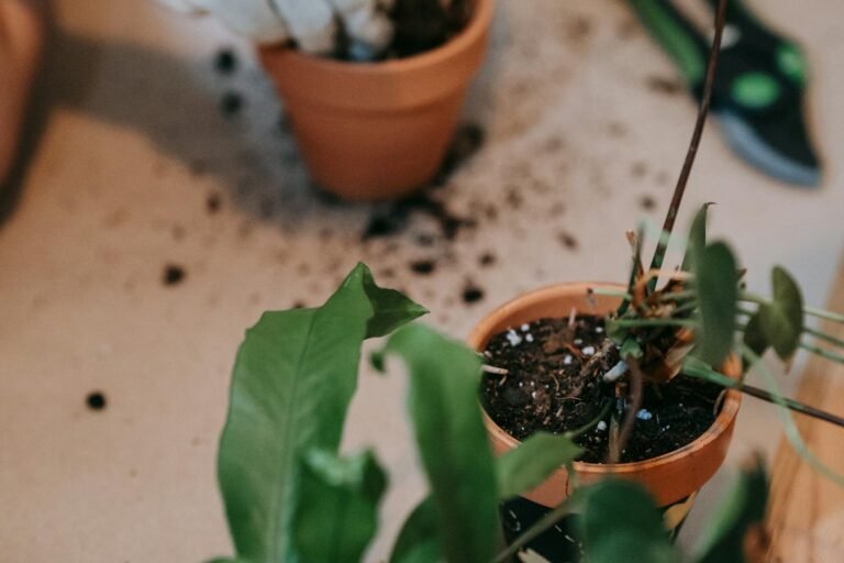 Handen verzorgen plantjes in tuin