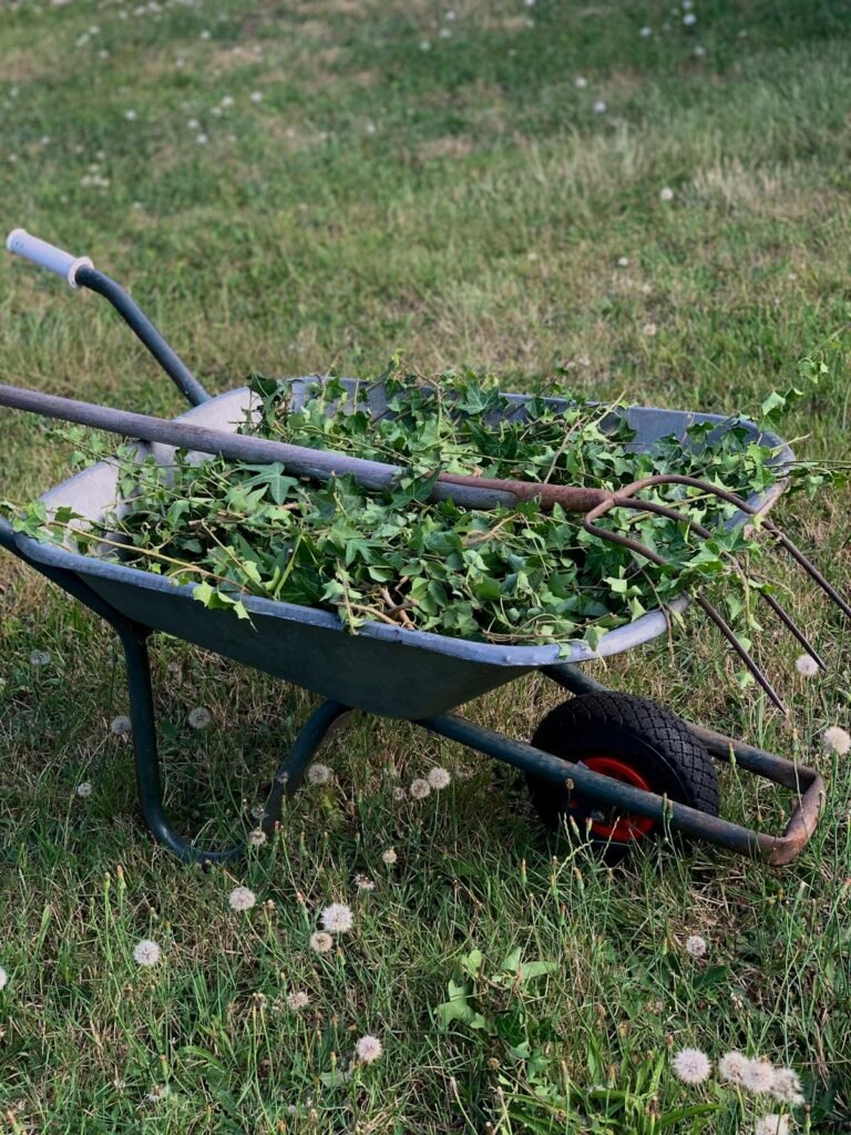 Kruiwagen vol onkruid met hooivork in de tuin